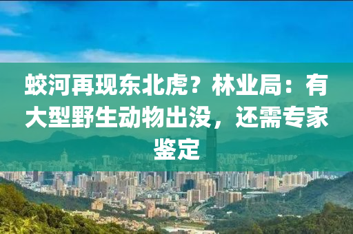 蛟河再現(xiàn)東北虎？林業(yè)局：有大型野生動物出沒，還需專家鑒定