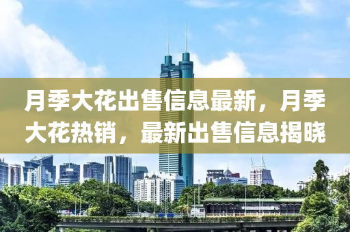 月季大花出售信息最新，月季大花熱銷，最新出售信息揭曉