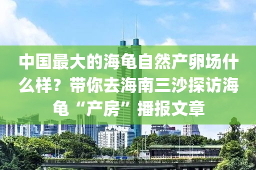 中國(guó)最大的海龜自然產(chǎn)卵場(chǎng)什么樣？帶你去海南三沙探訪海龜“產(chǎn)房”播報(bào)文章