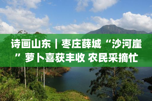 詩畫山東｜棗莊薛城“沙河崖”蘿卜喜獲豐收 農(nóng)民采摘忙