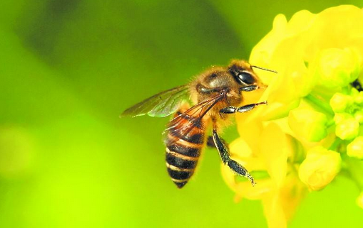 蜜蜂新紀元，bee最新科技革新，引領(lǐng)農(nóng)業(yè)綠色發(fā)展，蜜蜂新科技革命，bee時代農(nóng)業(yè)綠色發(fā)展新篇章