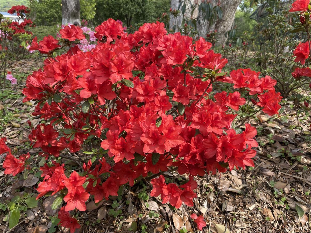 櫻花校園最新版皇冠，櫻花校園版皇冠，全新升級(jí)