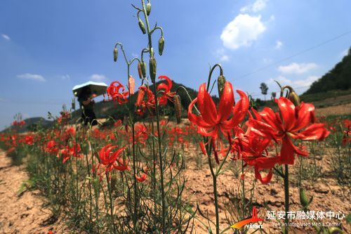 山丹丹紅網(wǎng)最新博文，山丹丹紅網(wǎng)最新動態(tài)分享