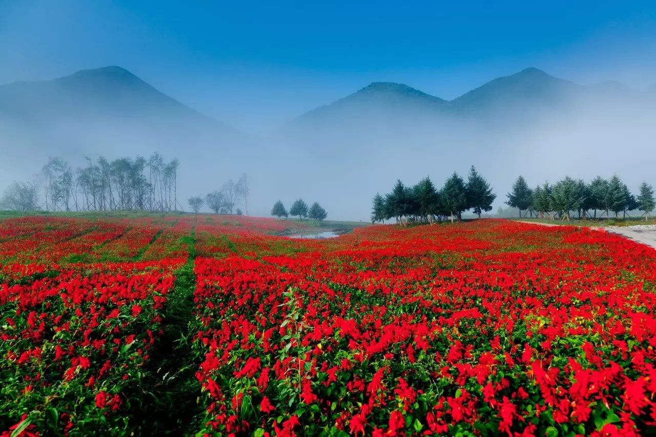 新能源培育花的地方，新能源培育花卉勝地