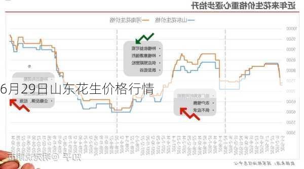 山東花生最新價(jià)格，山東花生市場(chǎng)最新行情速覽